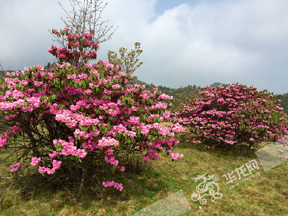 巫溪红池坝或发现国内最大高山原生粉红杜鹃花